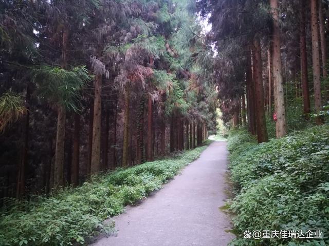森林康养知识分享-什么是森林康养基地？森林康养基地有哪些要求？